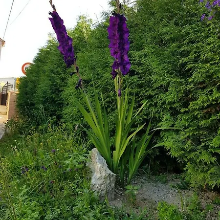 Vandrerhjem O Refuxio De La Jerezana Redondela