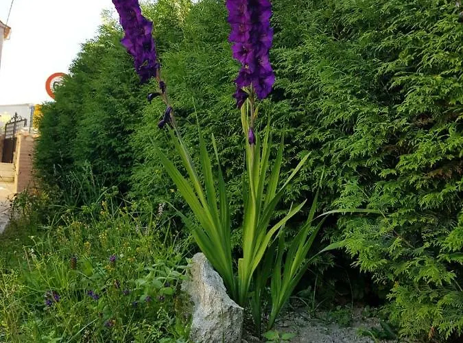 Hostel O Refuxio De La Jerezana Redondela