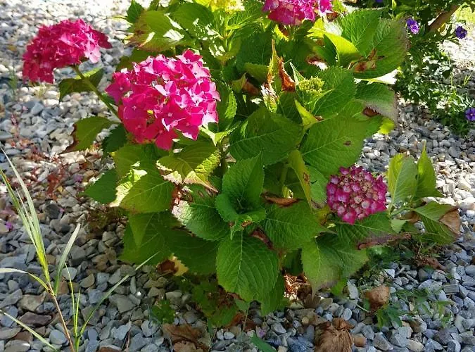 O Refuxio De La Jerezana * Redondela